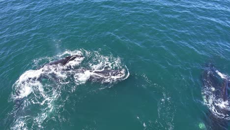 Luftaufnahme-Der-Gruppe-Von-Südwales,-Die-Gemeinsam-Auf-See-Vor-Der-Küste-Patagoniens-Schwimmt