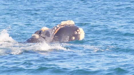 Side-view-super-closeup-of-a-two-breaching-Right-Whales-as-they-splash-water-and-shows-barnacles-on-its-face-and-dive
