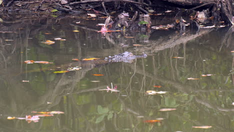 Alligator-Schwimmt-Langsam-An-Der-Wasseroberfläche-Entlang,-Herbstblätter-Sind-Auf-Dem-Fluss-Verstreut