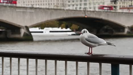 Seagull-in-Southbank-in-front-on-Waterloo-Bridge,-London,-United-Kingdom