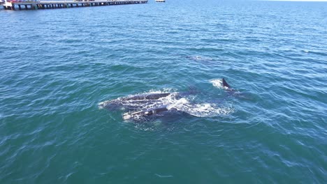 Circular-top-view-of-the-small-pod-of-southern-right-whale-and-calf