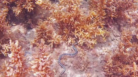 Underwater-footage-of-Black-Banded-Sea-snake-hunting-in-seaweed