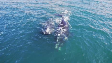 Tracking-of-two-adult-Southern-Right-Whales-as-they-move-forward-in-the-water-and-dive