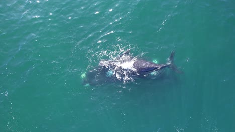 Mother-Right-Whale-supporting-her-Calf-to-stay-afloat-in-the-ocean-as-she-swims-under-,-drone-view