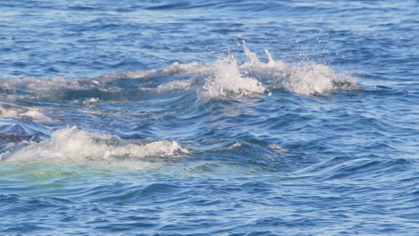 Glattwale-Schwimmen-Seite-An-Seite,-Lassen-Wasser-Aus-Ihren-Blaslöchern-Sprießen-Und-Bewegen-Sich-Vorwärts