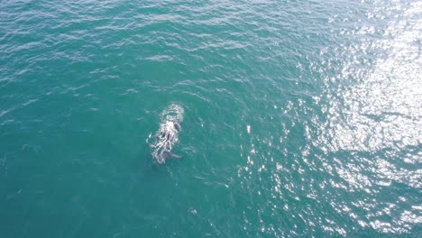 Kreisförmige-Aufnahme-Eines-Einzelnen-Südkaperwals,-Der-Mit-Schimmerndem-Sonnenlicht-In-Den-Weiten-Ozean-Spritzt