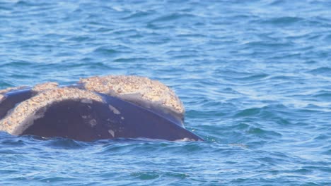 Slow-motion-side-view-of-a-Right-Whale-Floating-and-swimming-at-the-surface-of-water