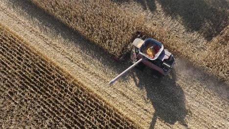 Combine-Harvester-Harvesting-Corn-Grain-Crops-on-a-Farm-Field,-Aerial-Top-Down