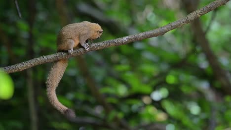 Seen-resting-on-a-large-vine-deep-in-the-forest-and-suddenly-moves-to-scratch-itself-getting-rid-of-its-itch,-Grey-bellied-Squirrel-Callosciurus-caniceps,-Thailand