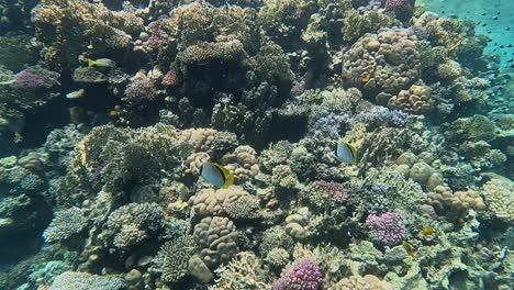 Korallenriff-Im-Roten-Meer-Mit-Falterfischen