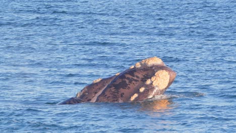 Side-View-of-One-Southern-Right-Whale-breaching-its-head-out-of-the-water-blowing-water-out-of-the-blowhole-to-breath