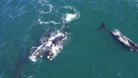 Kleine-Familiengruppe-Schwimmender-Glattwale,-Luftaufnahme-Der-Interaktion-Beim-Überqueren-Von-Seevögeln