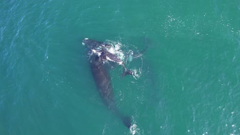 Drone-view-of-a-family-pod-of-Right-Whales-with-calf-mother-and-one-more-individual-swimming-together