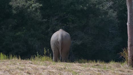 Elephant-seen-from-its-back-drinking-water,-Indian-Elephant-Elephas-maximus-indicus,-Thailand