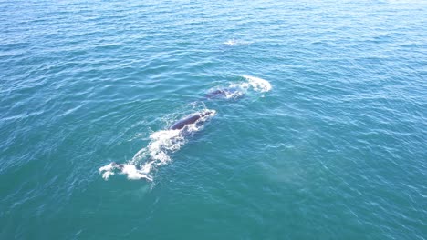 Pull-Away-shot-revealing-the-wide-ocean-with-three-Southern-Right-Whales-swimming