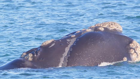 Super-closeup-of-the-Breaching-head-of-Right-Whale-as-it-surfaces-with-blowhole-clearly-visible