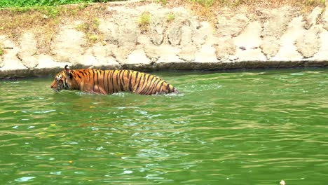 Apex-predator,-Malayan-tiger,-Southern-Indochinese-tiger,-panthera-tigris-jacksoni-swimming-in-the-pool,-moving-around-and-trying-to-cool-down-in-the-water-on-a-hot-day,-handheld-shot