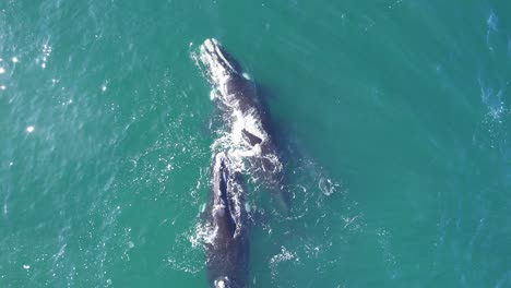 Southern-Right-Whales-Pod-swimming-in-the-ocean-with-one-Calf-they-are-trying-to-protect