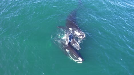 Zwei-Ausgewachsene-Glattwale-Helfen-Einem-Kalb,-An-Der-Oberfläche-über-Wasser-Zu-Bleiben,-Kreisförmige-Drohnenkamerafahrt