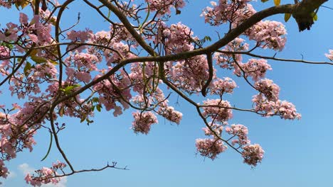 Pink-tabebuya-flowers-on-the-trees-with-blue-sky-on-the-background