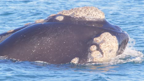 Huge-head-of-a-Right-Whale-emerges-from-water-covered-with-barnacles-and-dives-back-again