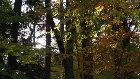 Blätter-Flattern-Im-Herbstwind-In-Einem-Wald-In-Bayern-Deutschland