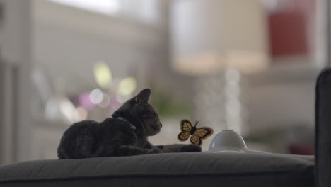 Adorable-kitten-watching-a-butterly-toy-flutter-around-and-catching-it-in-her-mouth