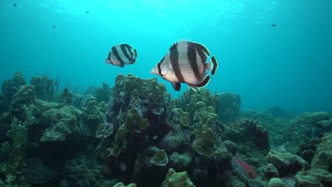 A-pair-of-banded-butterflyfish-swim-together-over-a-healthy-Caribbean-reef,-while-chromis,-parrotfish-and-squirrelfish-swim-around-them