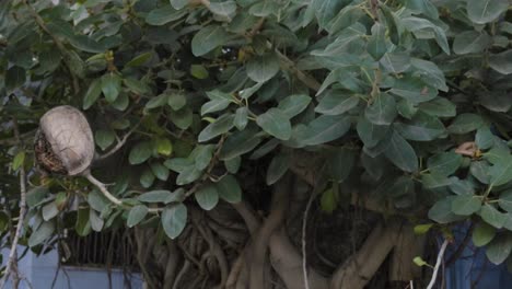 Alter-Banyanbaum-Mit-Grünen-Blättern-Am-Tag-Aus-Flachem-Winkel