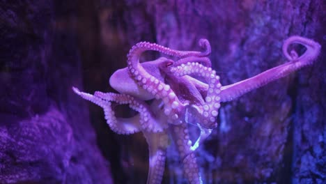 An-octopus-on-the-water-tank-glass-in-a-tank-at-Sea-Life,-Great-Yarmouth