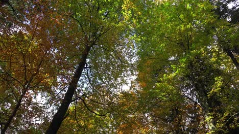 Herbstblätter-Glitzern-In-Der-Späten-Abendsonne-In-Einem-Wald-In-Bayern,-Deutschland,-Spätherbst