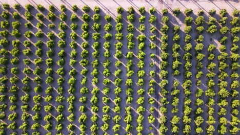 Aerial-drone-shot-from-a-top-down-perspective-capturing-an-expansive-orange-tree-field-as-the-drone-traverses-over-a-road-to-reach-the-adjacent-orchard