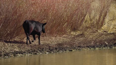 Cow-Walking-Along-Reservoir,-Black-Heifer-Walking-Towards-Water