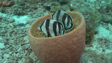 A-pair-of-banded-butterflyfish-hover-side-by-side-inside-a-brown-barrel-sponge-amidst-a-Caribbean-reef