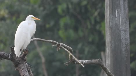 Heron-relaxing-on-tree---white-