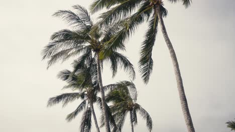 slow-motion-shot-of-palm-trees-swaying-in-the-wind