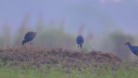 Grey-hooded-swamp-hens-in-Misty-morning-in-Wetland