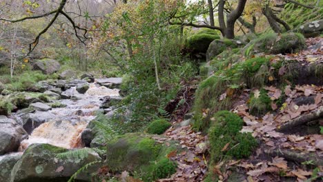 Peaceful-autumn-and-winter-woodland,-a-tranquil-stream-beside-the-riverbank,-golden-oak-trees,-and-falling-bronze-leaves