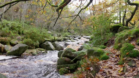 Ruhige-Herbst--Und-Winterwälder,-Ein-Ruhiger-Bach-Am-Flussufer,-Goldene-Eichen-Und-Gefallene-Bronzeblätter