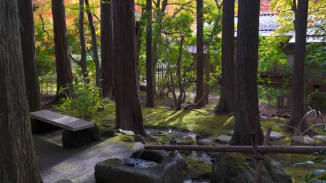 Stunning-footage-of-Japanese-moss-garden-during-autumn-colors