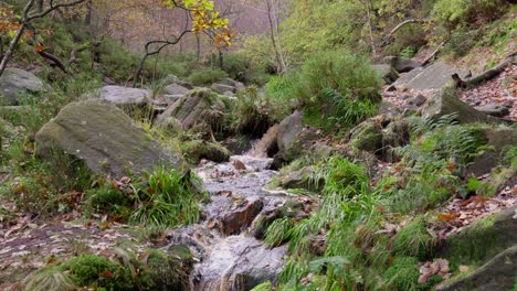 Ein-Beruhigender-Herbst--Und-Winterwald-Mit-Einem-Langsamen-Bach-Am-Flussufer,-Goldenen-Eichen-Und-Fallenden-Bronzenen-Blättern