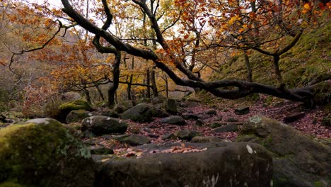 Ruhige-Herbst--Und-Winterwälder,-Ein-Sanfter-Bach-Am-Flussufer,-Goldene-Eichen,-Die-Bronzefarbene-Blätter-Abwerfen