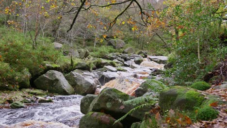 Ruhige-Herbst--Und-Winterwaldszene-Mit-Einem-Langsamen-Bach,-Der-Sich-Am-Flussufer-Entlang-Schlängelt,-Goldenen-Eichen-Und-Gefallenen-Bronzeblättern