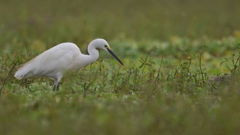 Little-Egret-fishing-in-Wetland-in-Morning