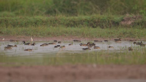 Flock-of-Ducks-Feeding-in-wetland-in-Morning