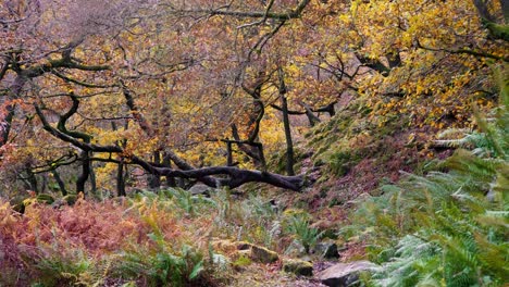 Friedliche-Herbst--Und-Winterwälder,-Ein-Ruhiger-Bach,-Der-Am-Flussufer-Fließt,-Goldene-Eichen-Und-Fallende-Bronzefarbene-Blätter
