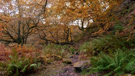 Friedliche-Herbst--Und-Winterwälder,-Ein-Langsamer-Bach-Am-Flussufer,-Goldene-Eichen,-Die-Bronzefarbene-Blätter-Abwerfen