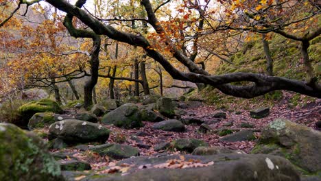 Ruhige-Herbst--Und-Winterwälder,-Ein-Sich-Schlängelnder-Bach-Am-Flussufer,-Goldene-Eichen-Und-Fallende-Bronzefarbene-Blätter