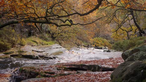 A-serene-scene-in-the-autumn-and-winter-woods,-a-gentle-stream-by-the-riverbank,-golden-oak-trees-shedding-bronze-leaves