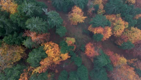 Aerial-top-down-view-of-a-moody-forest-with-path-at-the-end-of-autumn-fall-in-Vosges,-France